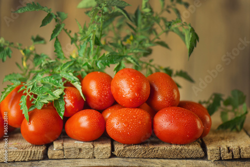  Fresh ripe delicious Roma tomatoes