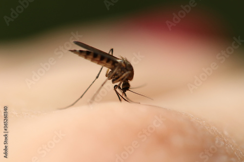 A female mosquito sits on a human body preparing to drink blood