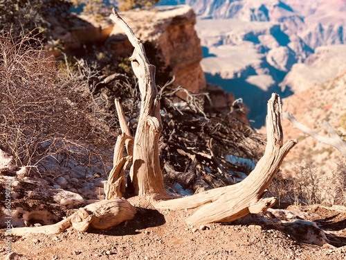 Deadwood in the Grand Canyon