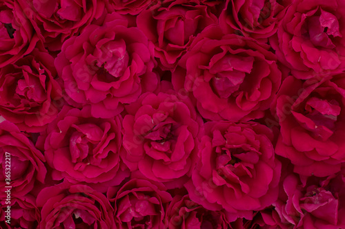 background of a red shade of color from roses