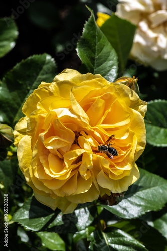 Garden Rose, Breeding Variety 'Julia Child'