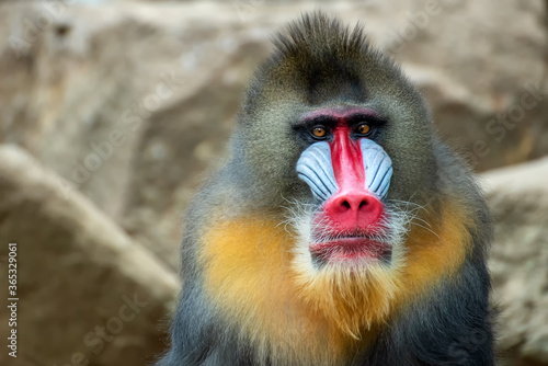 Portrait of a male mandrillus monkey