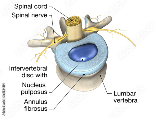 Lumbal vertebra with intervertebral disc, medically 3D illustration