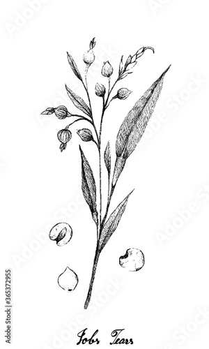 Illustration Hand Drawn Sketch of Job's Tears, Coixseed, Tear Grass, Hato Mugi, Adlay or Adlai Isolated on White Background. 