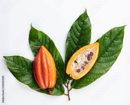 Sliced cacao pod on green leafs