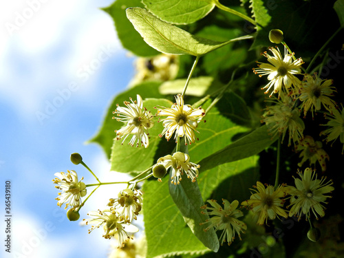 kwiaty rosliny drzewa o nazwie lipa w miescie mlawa na mazowszu w polsce lipiec 2020