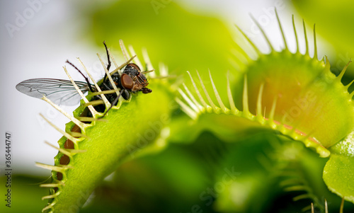 a unlucky common house fly being eaten by a hungry venus fly trap plant