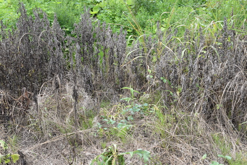 Image of Effect of herbicide