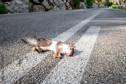 Animals are killed by crossing the roads hit by cars.