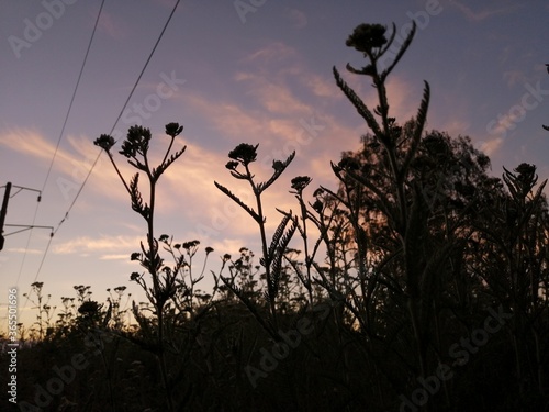 silhouettes of flowers