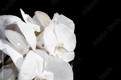 Białe piękne duże storczyki orchidee Orchidaceae wyizolowane na czarnym tle.