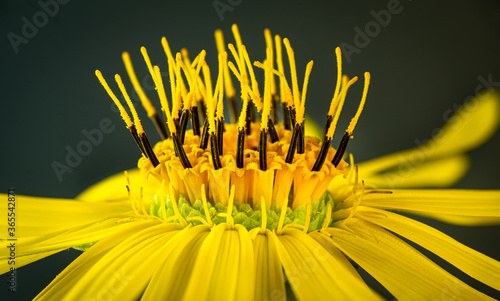 Macro view of the components of a Silphium perfoliatum (cup plant) composite flower head, showing the petal-like ray flowers (female) and the upright disk flowers (male).