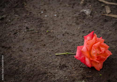 Rosa tirada en el camino