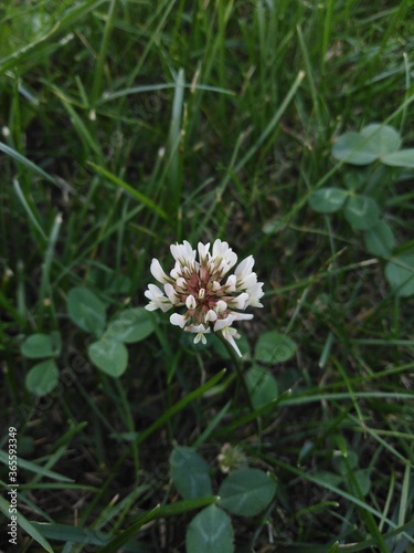 koniczyna biała (trifolium repens)