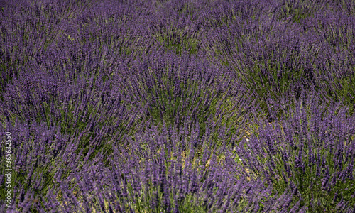 Beautiful purple lavender field closeup photos