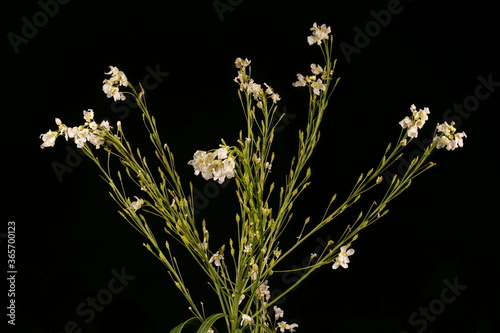 Horseradish (Armoracia rusticana). Inflorescence Closeup