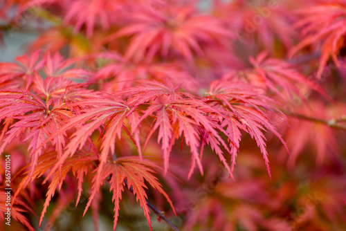 Japanese Maple (Acer Palmatum) .Close-up Of Red Maple Leaves On The Tree