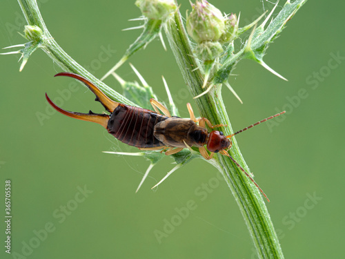 P1010006 male European earwig, Forficula auricularia, on thistle, dorsal view cECP 2020