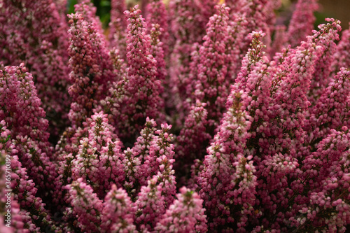 Close-up of blooming pink Heather. Selective focus. Beautiful floral background 