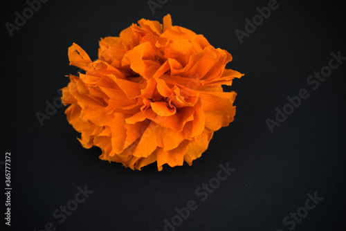Orange flowers made out crepe paper, used in the festivity of dia de los muertos in Latin America