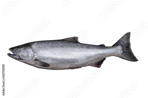 The Chinook salmon is the largest species in the Pacific salmon. Other vernacular names for the species include king salmon The scientific species name is based on the Russian common name (чавыча).