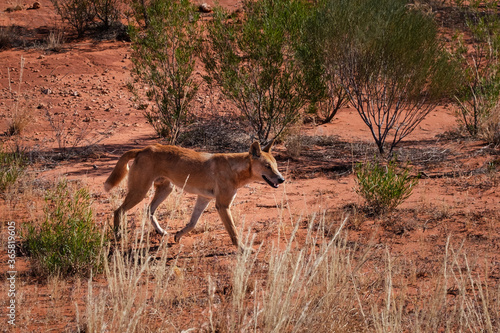 Wild dingo walking on the bush, looking for food. Wild dog, male, light brown tan color, independent individual hunting. Endemic species of Australia. Kings Canyon, Northern Territory, Australia.