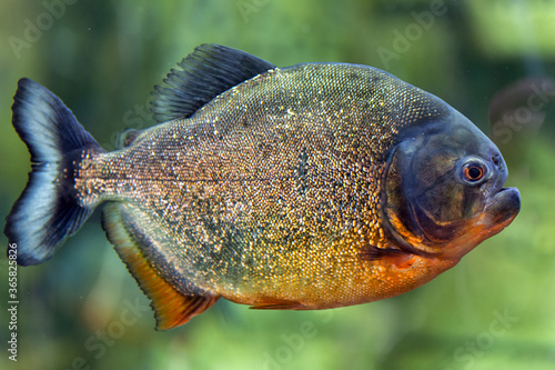 Pacu fish piranha (Colossoma macropomum). Captive occurs in South America.