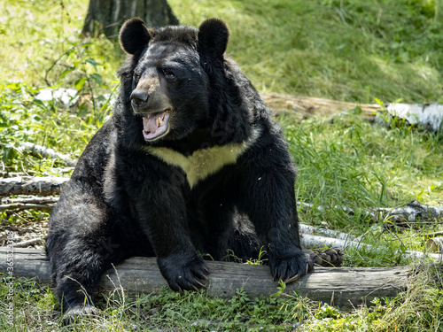 Portrait of a big Asian bear with a white bib, Asian black bear, Ursus thibetanus,