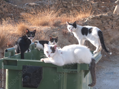 Katzen auf Futtersuche auf Ios