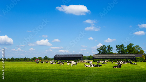 Meadow with cows near Tubbergen, Netherlands 