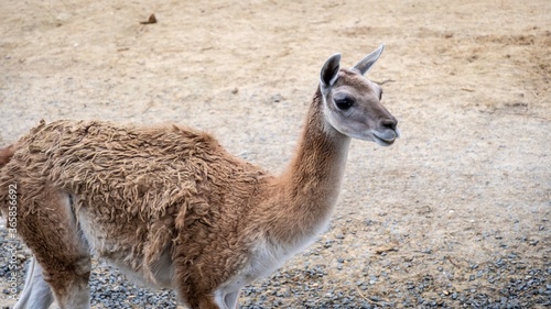 Lama, zoo de Vincennes, Paris 