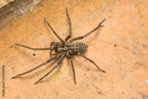  House Spider in the UK, Eratigena sp.