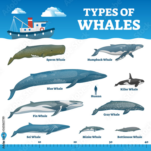 Types of whales educational labeled wildlife comparison vector illustration