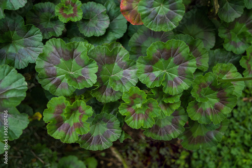 Background of bicolor geranium leaves