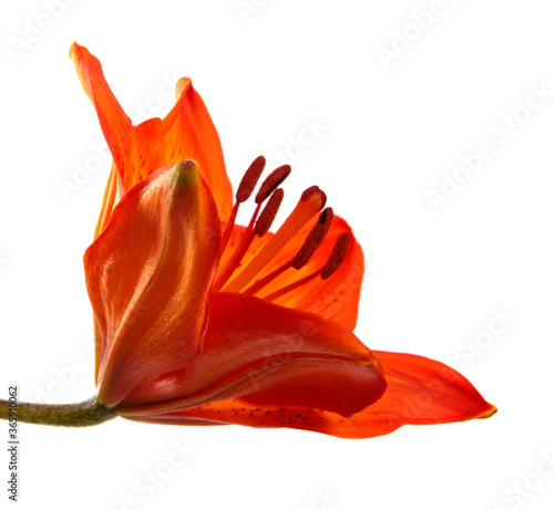 orange blooming lily flower on white background