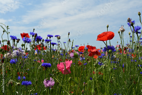 Field of red and pink poppies, blue cornflower