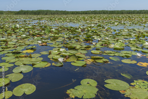 European white water lily (Nymphaea alba) in Danube river canal on the Vilkovo city