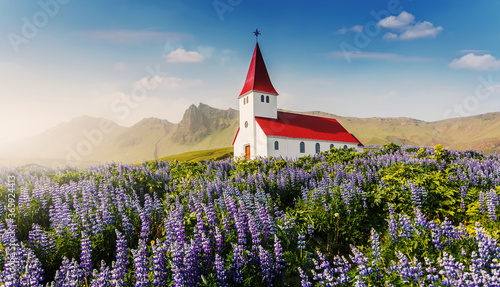 Amazing Icelandic Landscape. Lutheran Myrdal church surrounded on blooming lupine flowers, Vik, Iceland. Amazing nature of Iceland. Vik is one famous natural landmark and travel destination place.