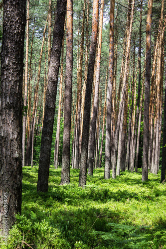 Blueberries in the forest. Beautiful summer forest. Collecting berries. Beautiful landscape. Background.