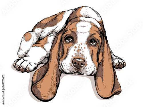 Cute lying basset hound. Drawn dog. Lazy puppy. Image for printing on any surface