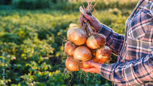 Farmer holds a braid of ripe onion