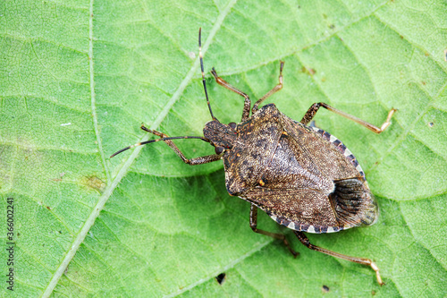 Halyomorpha halys on green leaves