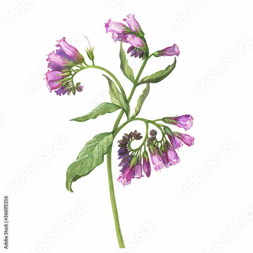 Closeup of a branch of the blue comfrey flowers (known as Symphytum caucasicum, beinwell, Caucasian comfrey). Watercolor hand drawn painting illustration isolated on white background. 