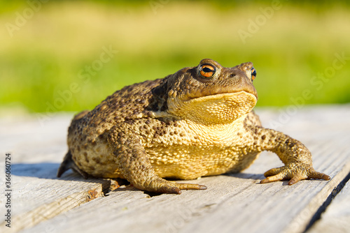 Common Toad sitting on old wooden table, Bufo Bufo close-up.