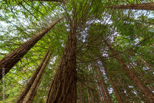 Low angle view of tall redwood trees, in Cantabria, Spain, horizontal