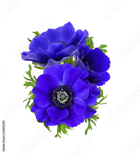 Blue anemone flowers