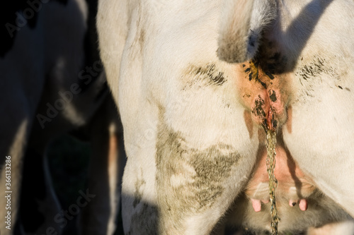 Urinating cow. Focus on the vulva and the yellow stream of urine