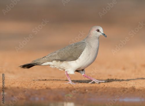 White-tipped Dove near water 