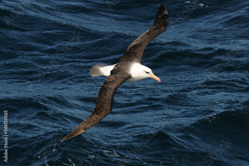 Albatros Black Browed