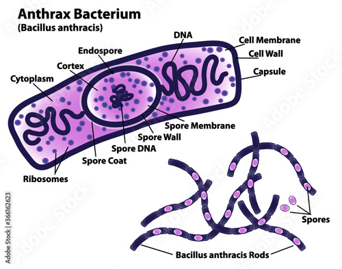 Anthrax bacteria (Bacillus anthracis) with endospore labeled, rods and spores indicated, DNA, ribosomes, and cell wall.